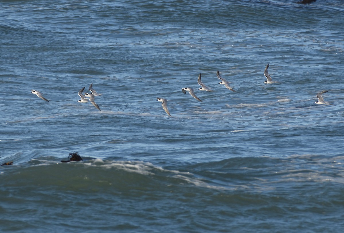 rybák obecný - ML644849486