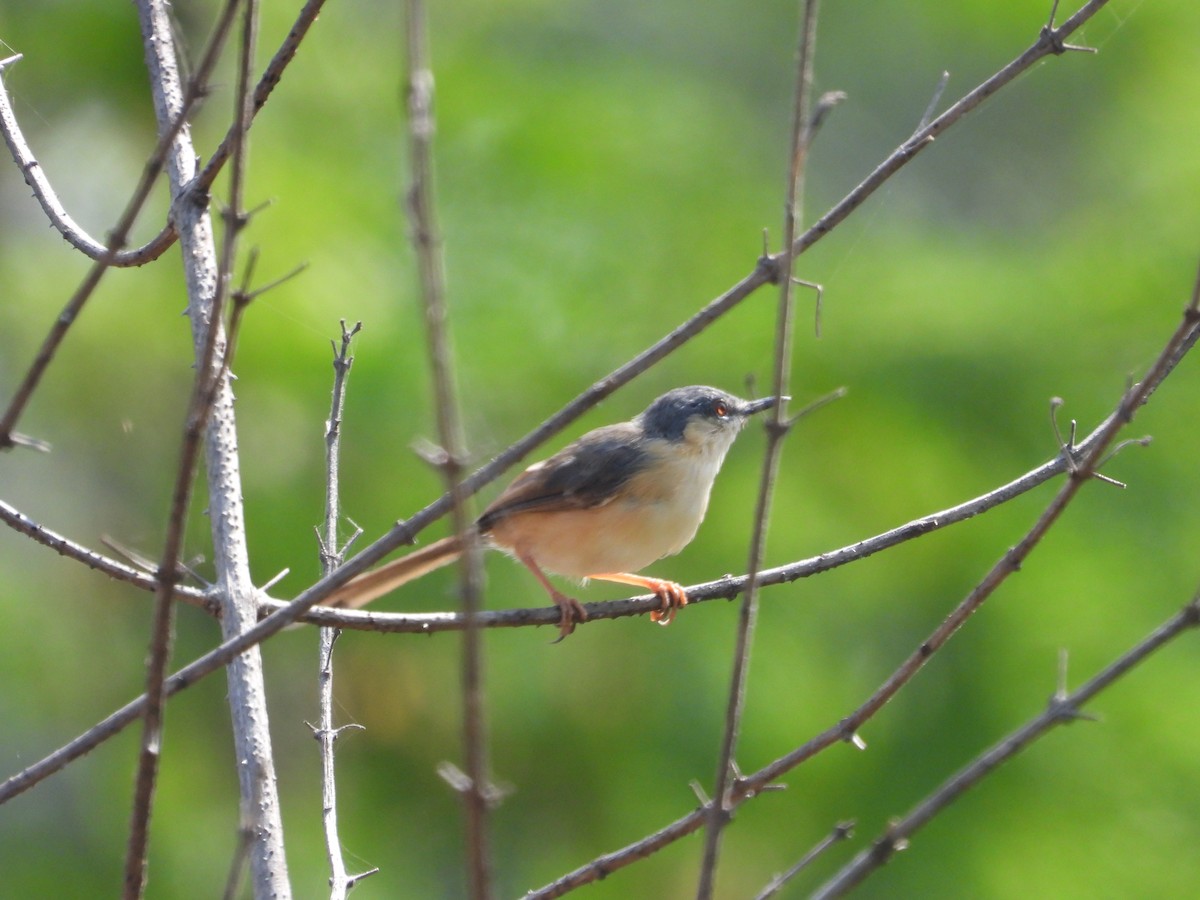 Ashy Prinia - ML644849490