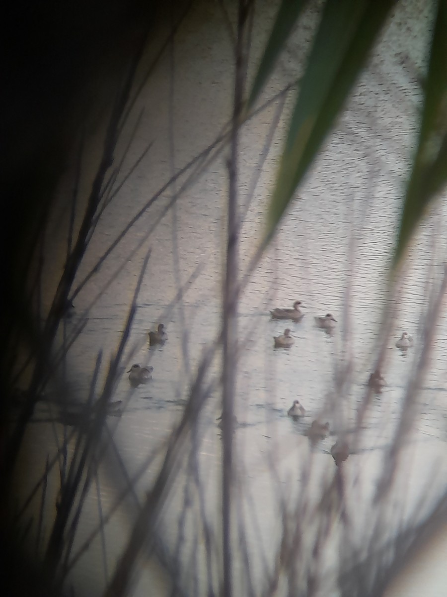 Marbled Duck - ML644849497