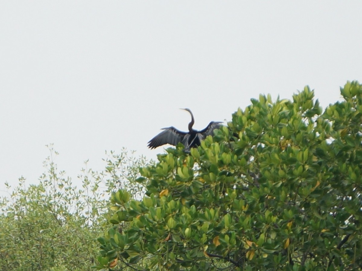 orientslangehals - ML644849500