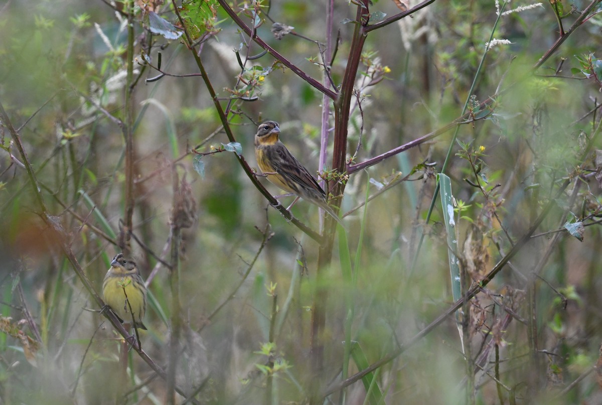 Дубровник - ML644849512