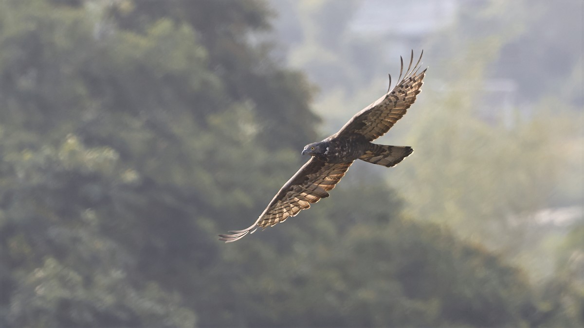 東方蜂鷹 - ML644849518