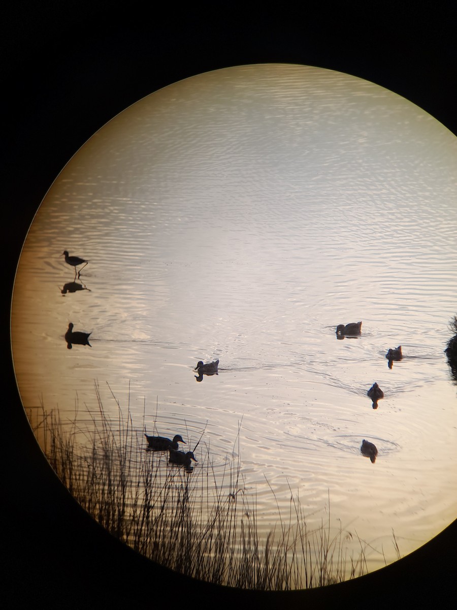 Marbled Duck - ML644849524