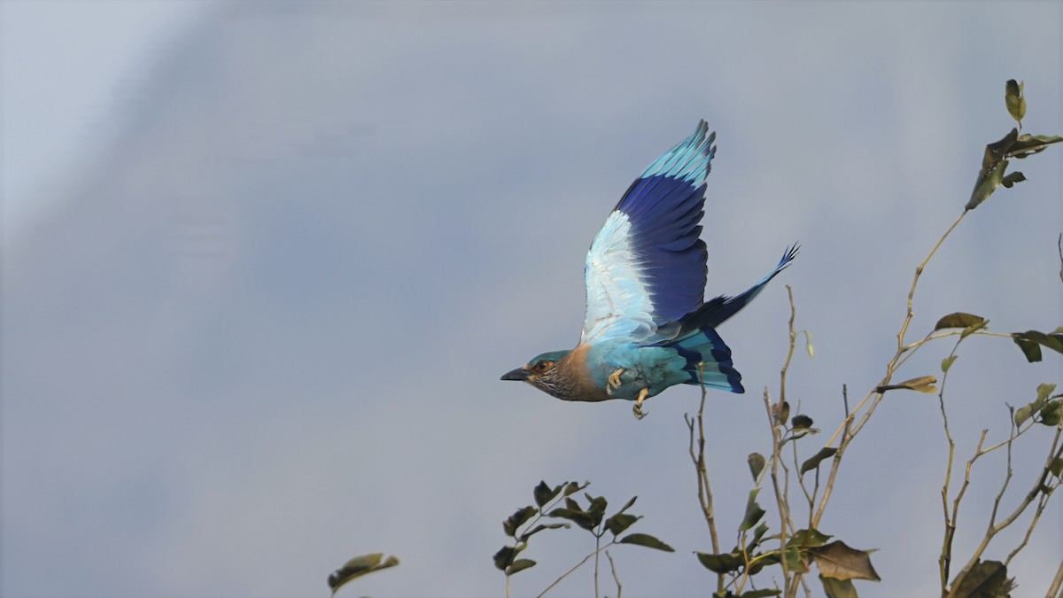 Indian Roller - ML644849553