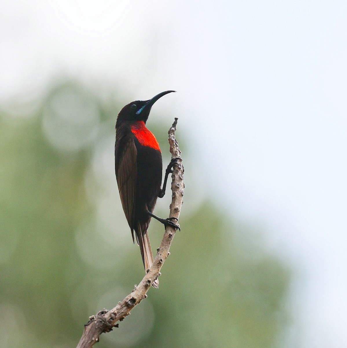 Scarlet-chested Sunbird - ML644849554