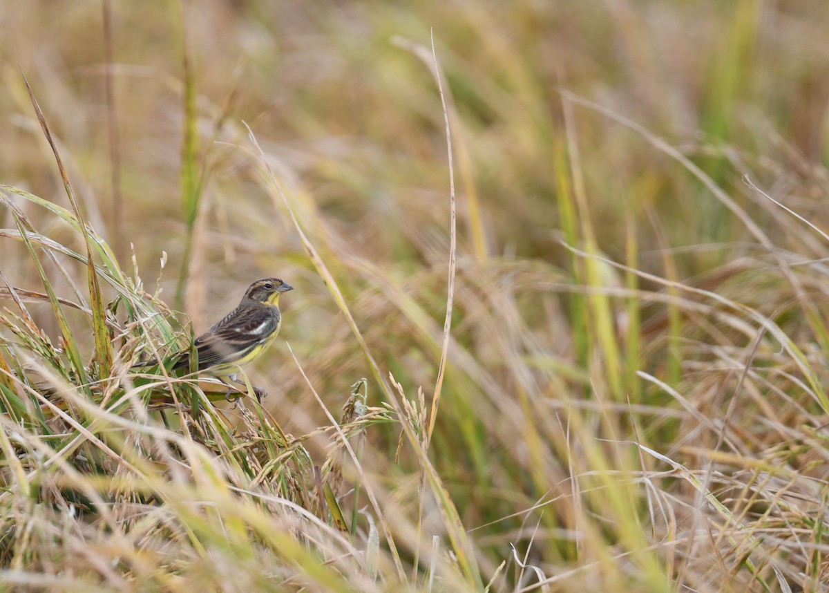 Дубровник - ML644849574