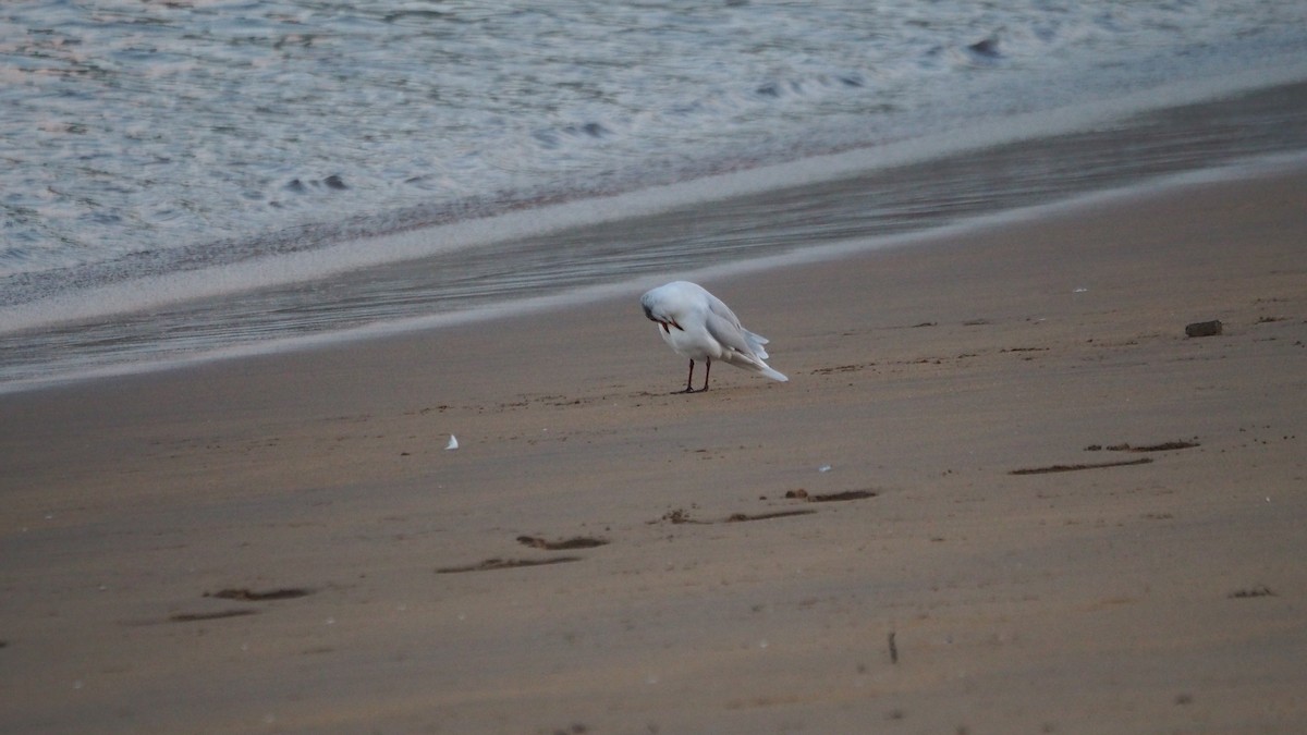 Mediterranean Gull - ML644849575