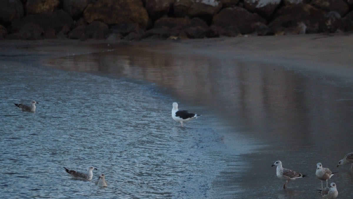 Great Black-backed Gull - ML644849580