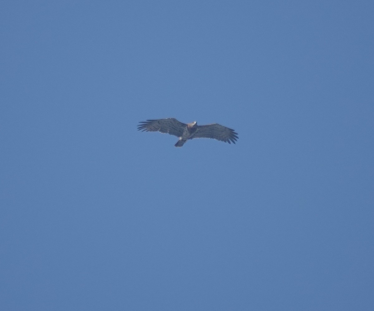 orlík krátkoprstý - ML644849583