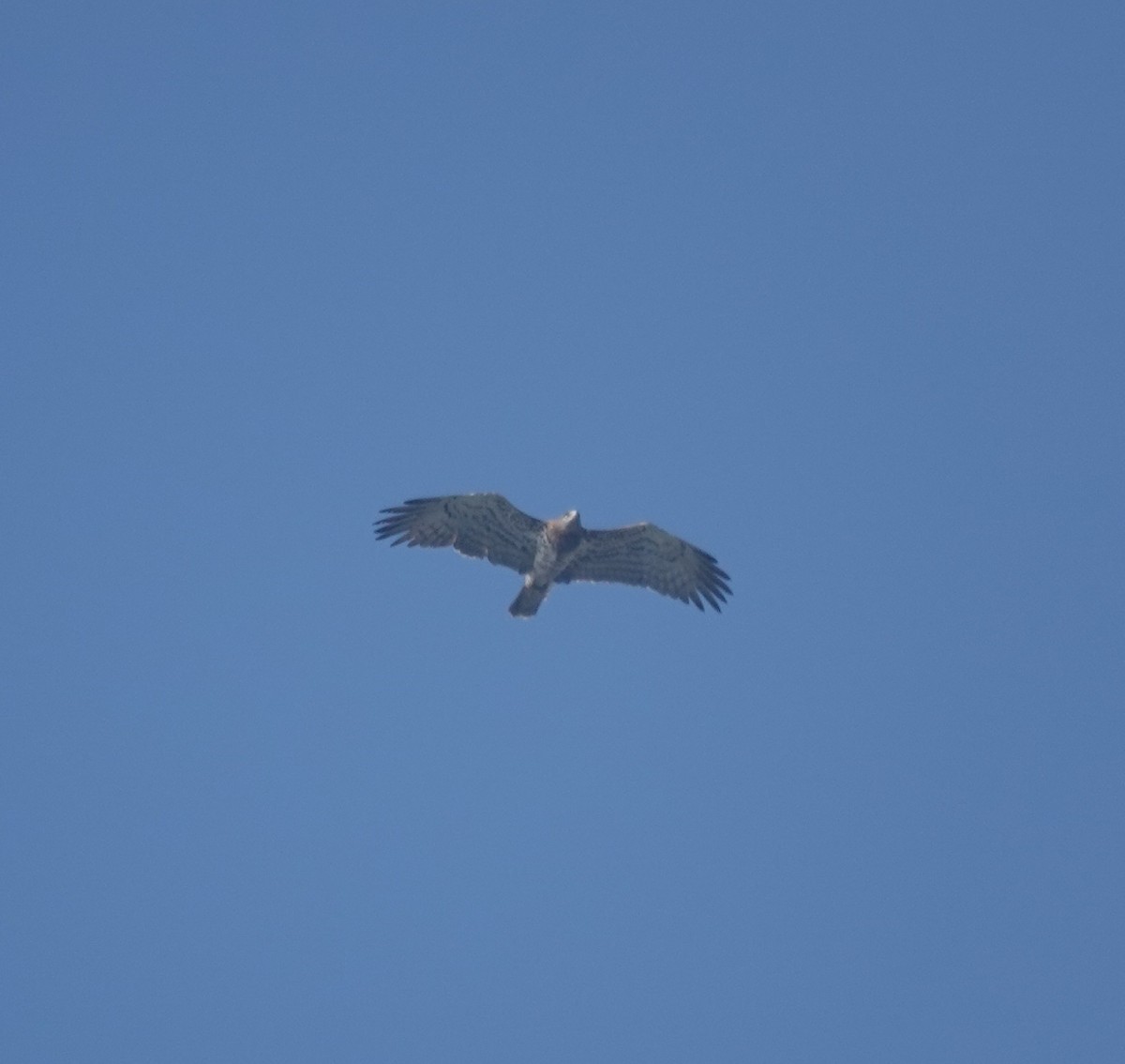 orlík krátkoprstý - ML644849584