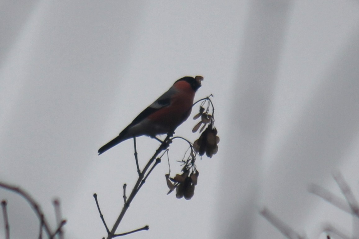 Eurasian Bullfinch - ML644849626