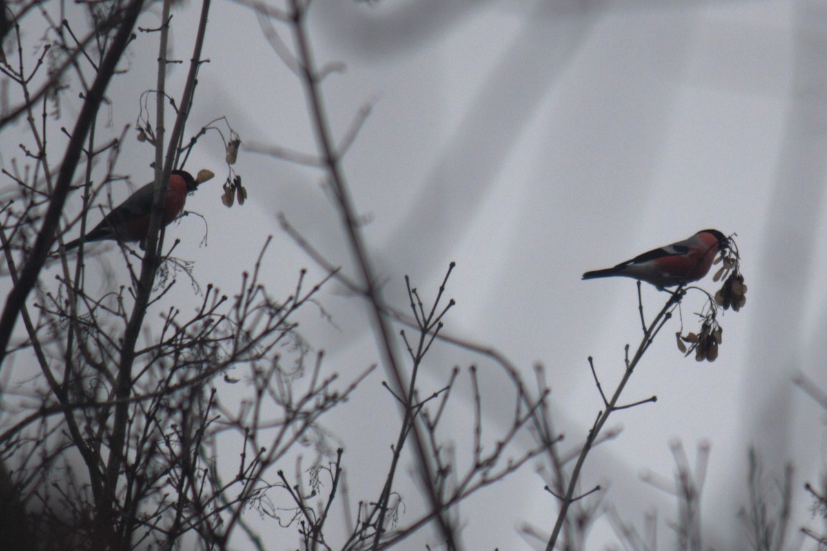 Eurasian Bullfinch - ML644849627