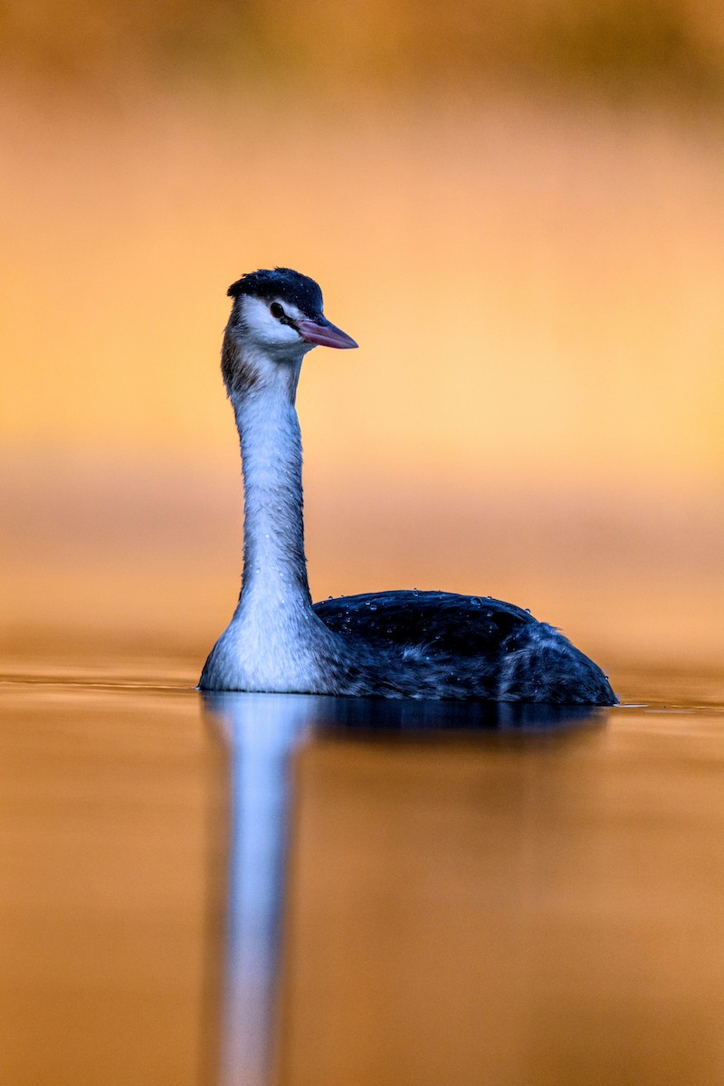 Чомга - ML644849635