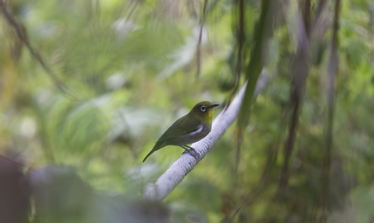 Warbling White-eye - ML644849672