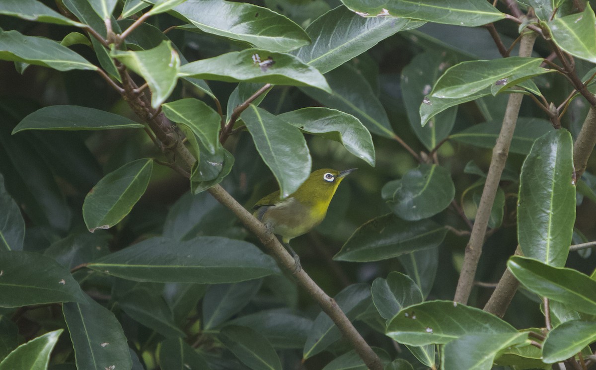 Warbling White-eye - ML644849673