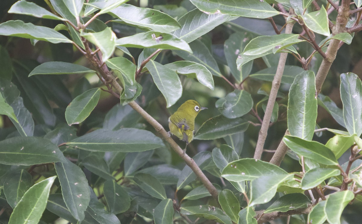 Warbling White-eye - ML644849674