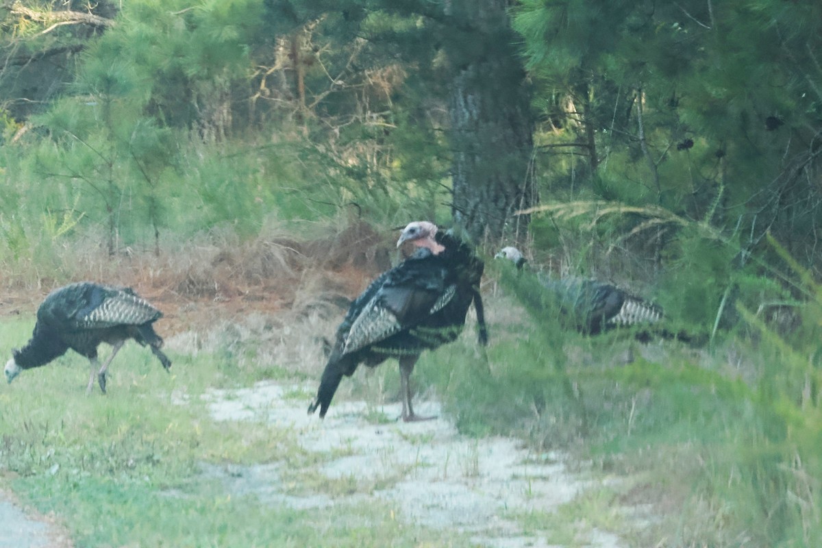 Индейка - ML644849677