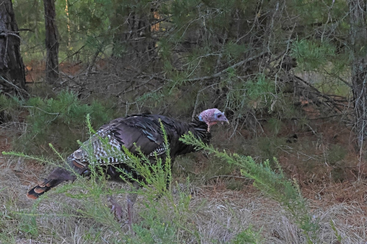 Индейка - ML644849678