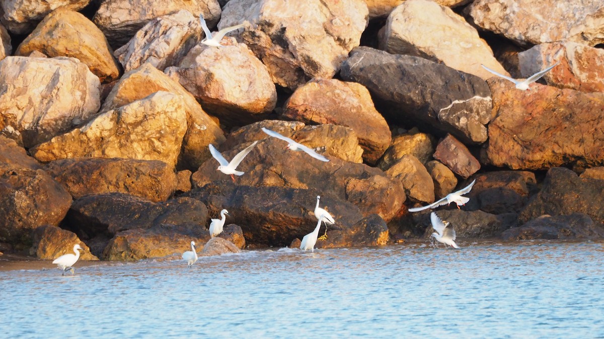 Малая белая цапля - ML644849686