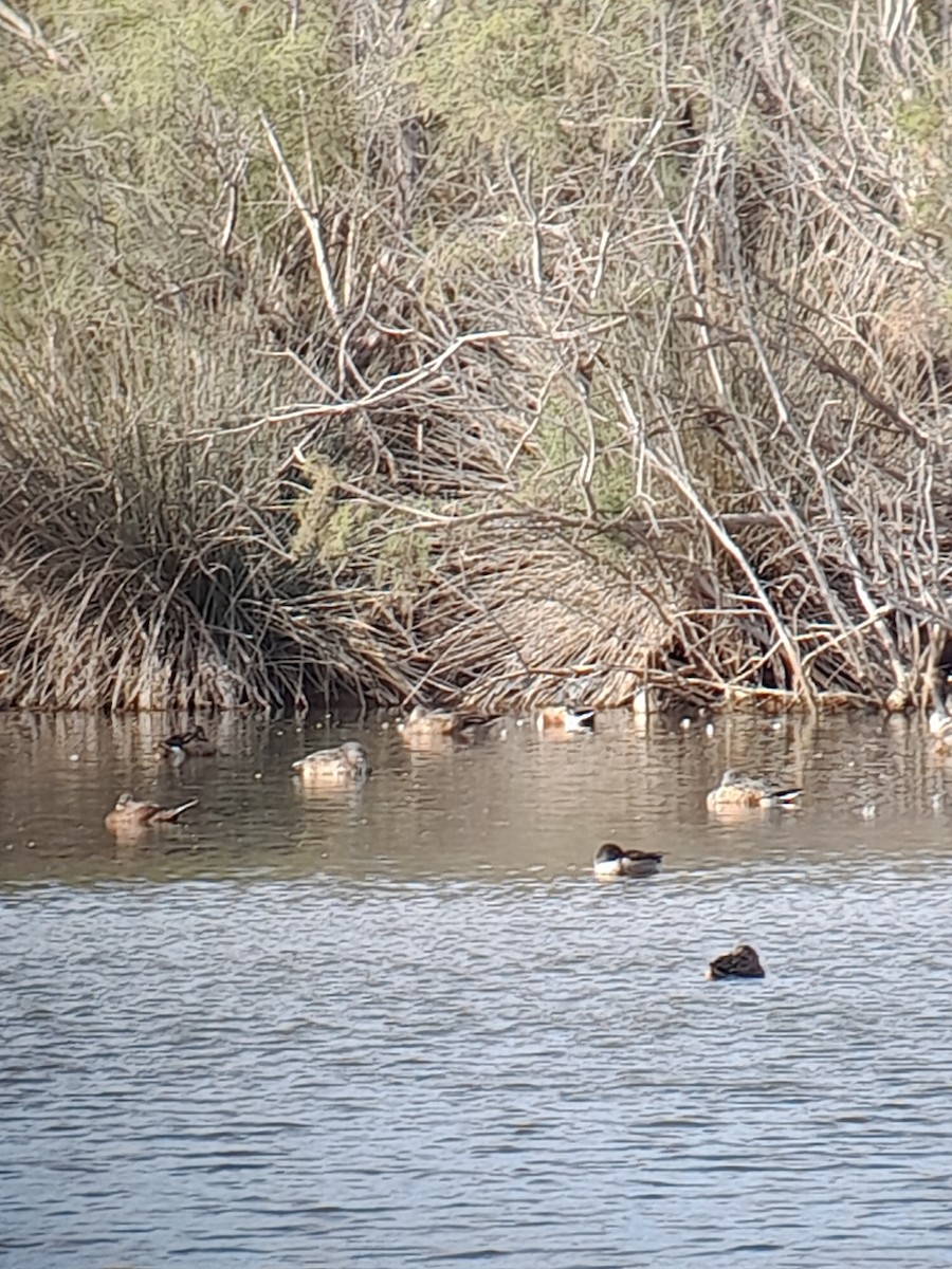 Савка - ML644849689