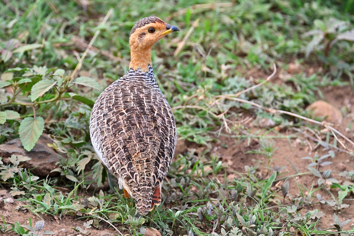 Рыжеголовый франколин - ML644849690