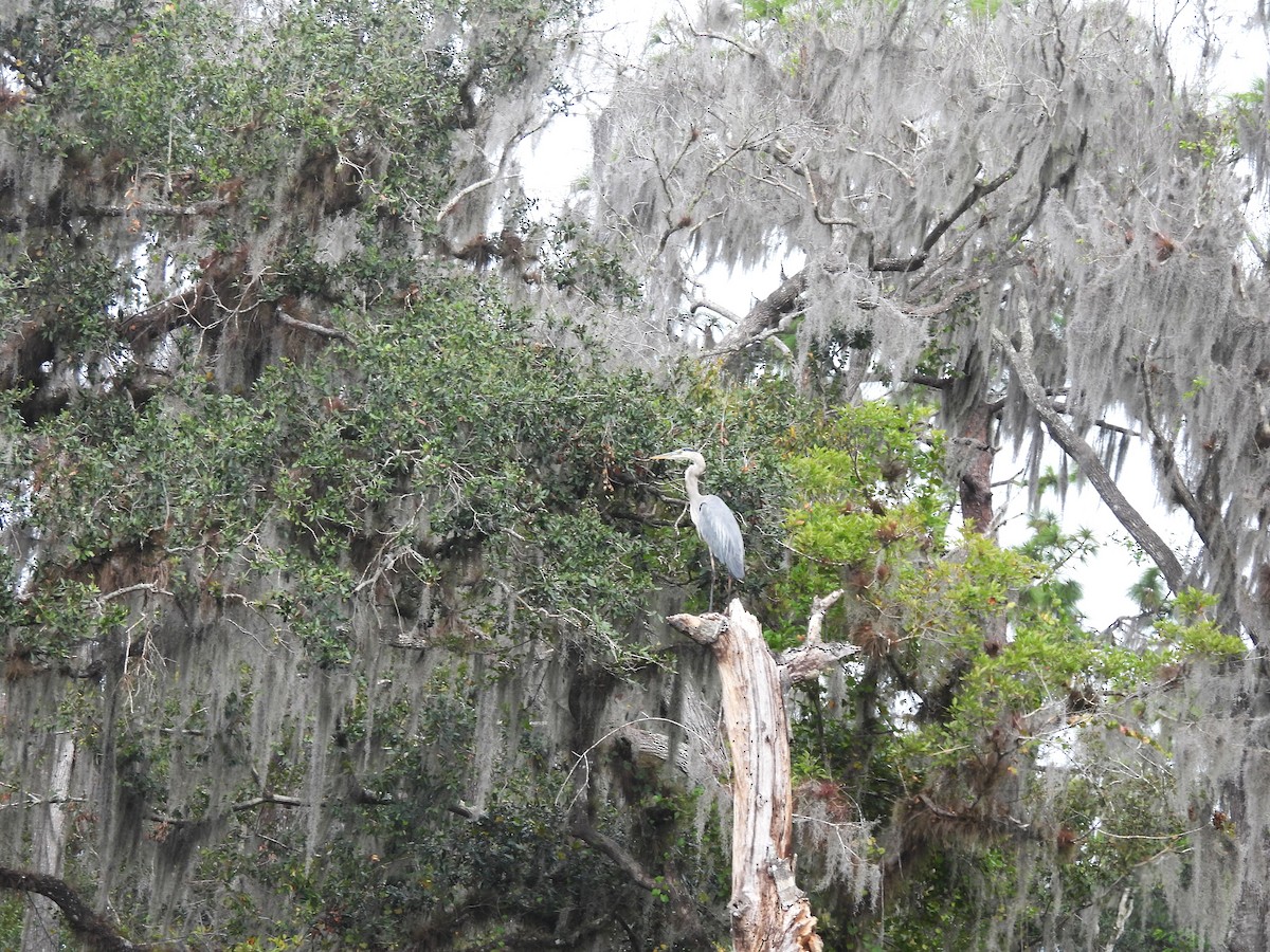 Большая голубая цапля - ML644849691