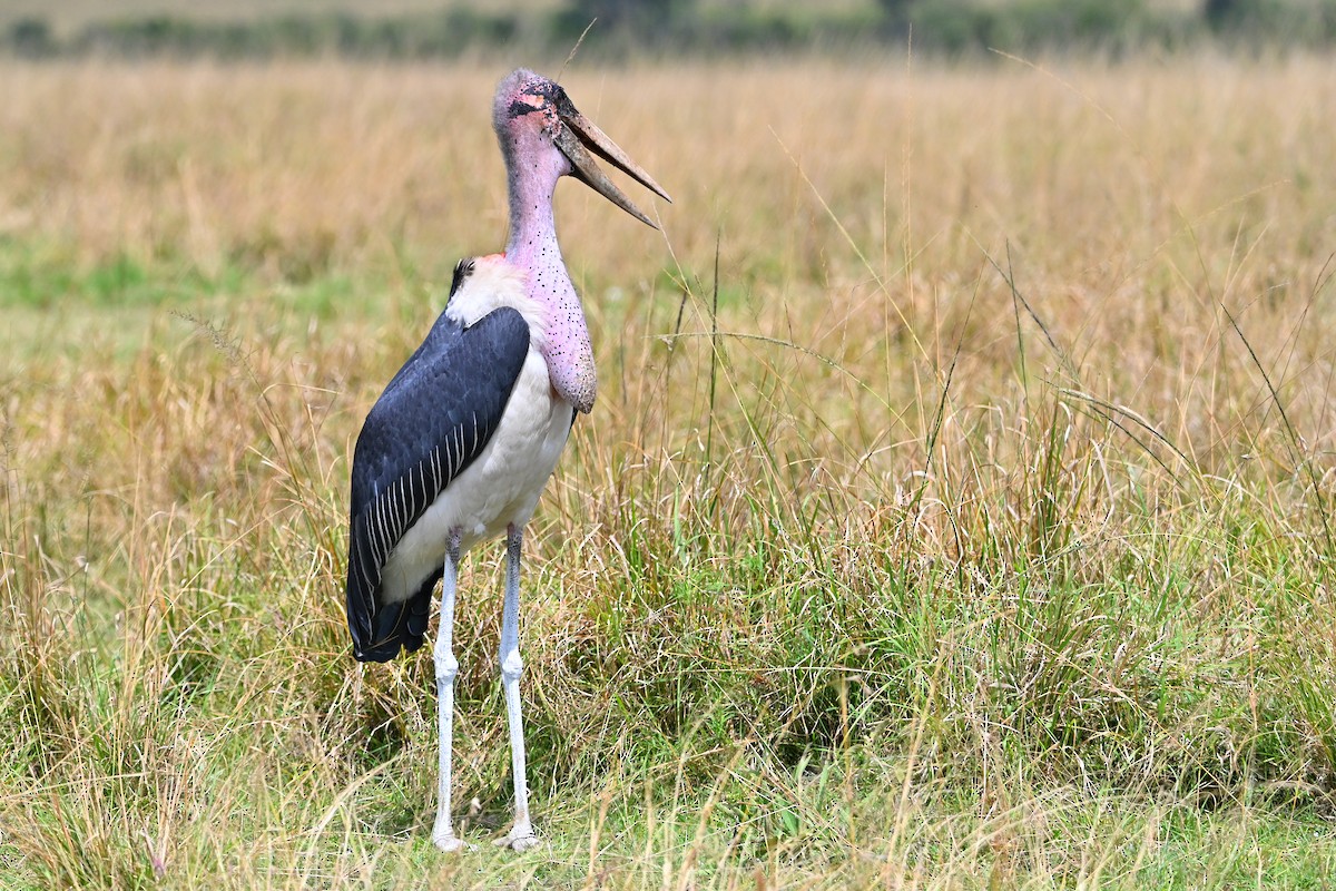 Африканский марабу - ML644849692