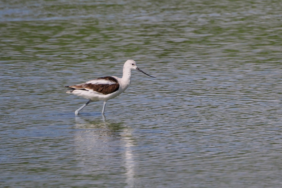 Американская шилоклювка - ML644849693