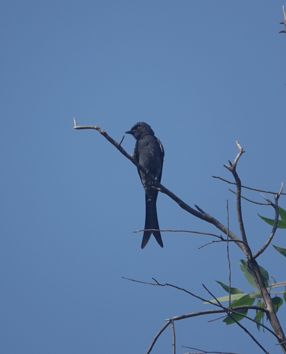 Пепельный дронго - ML644849694