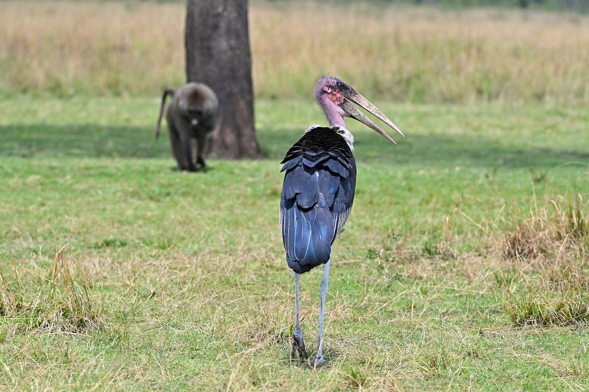 Африканский марабу - ML644849695