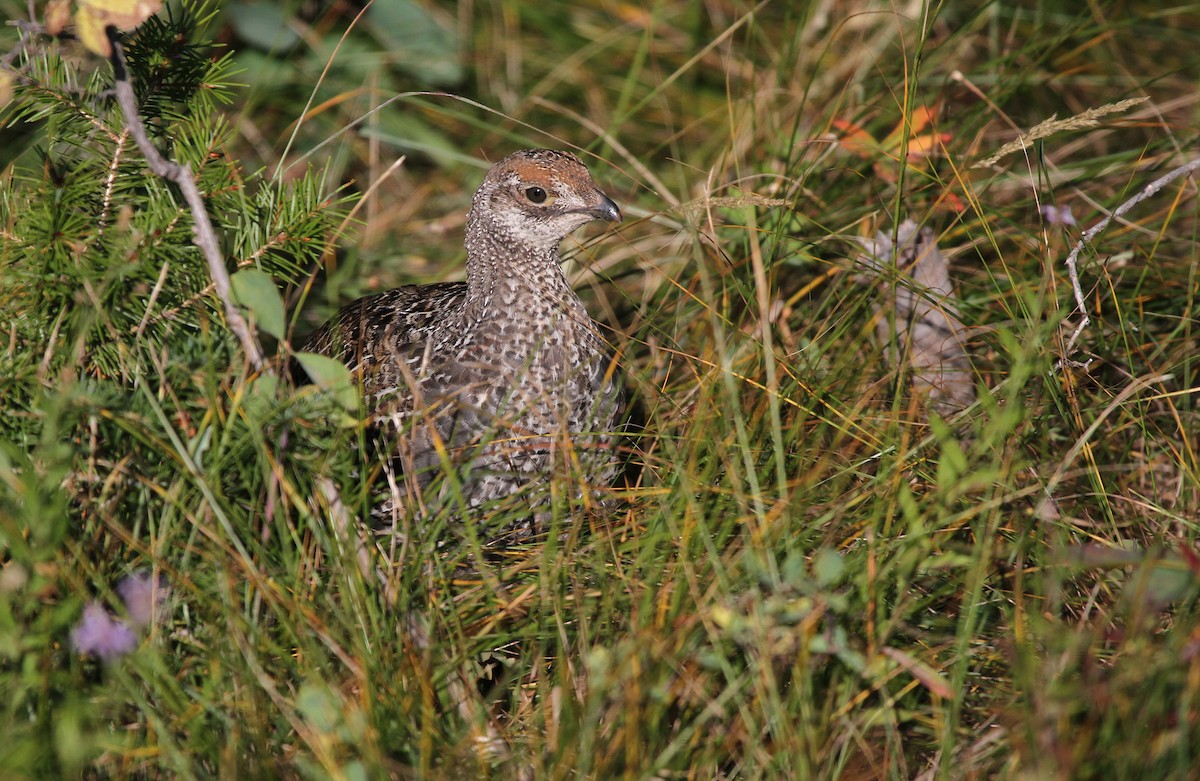 Голубой тетерев - ML644849696