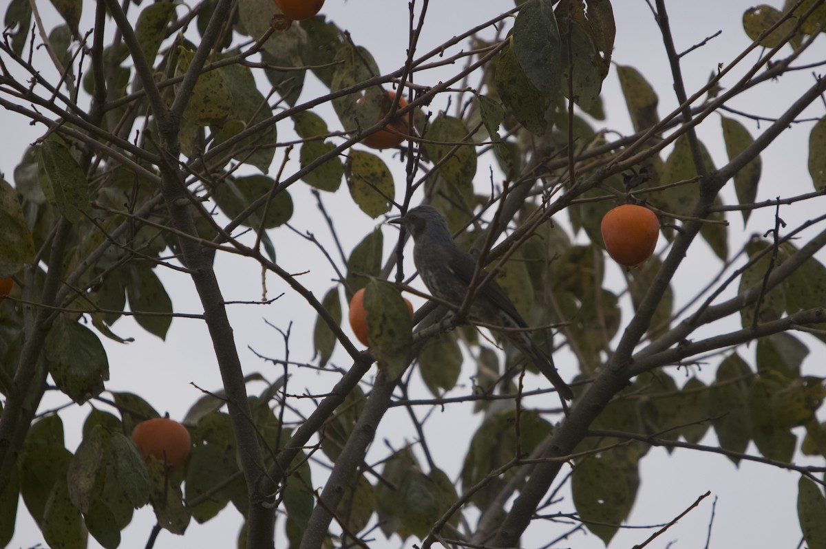 Короткопалый бюль-бюль - ML644849697