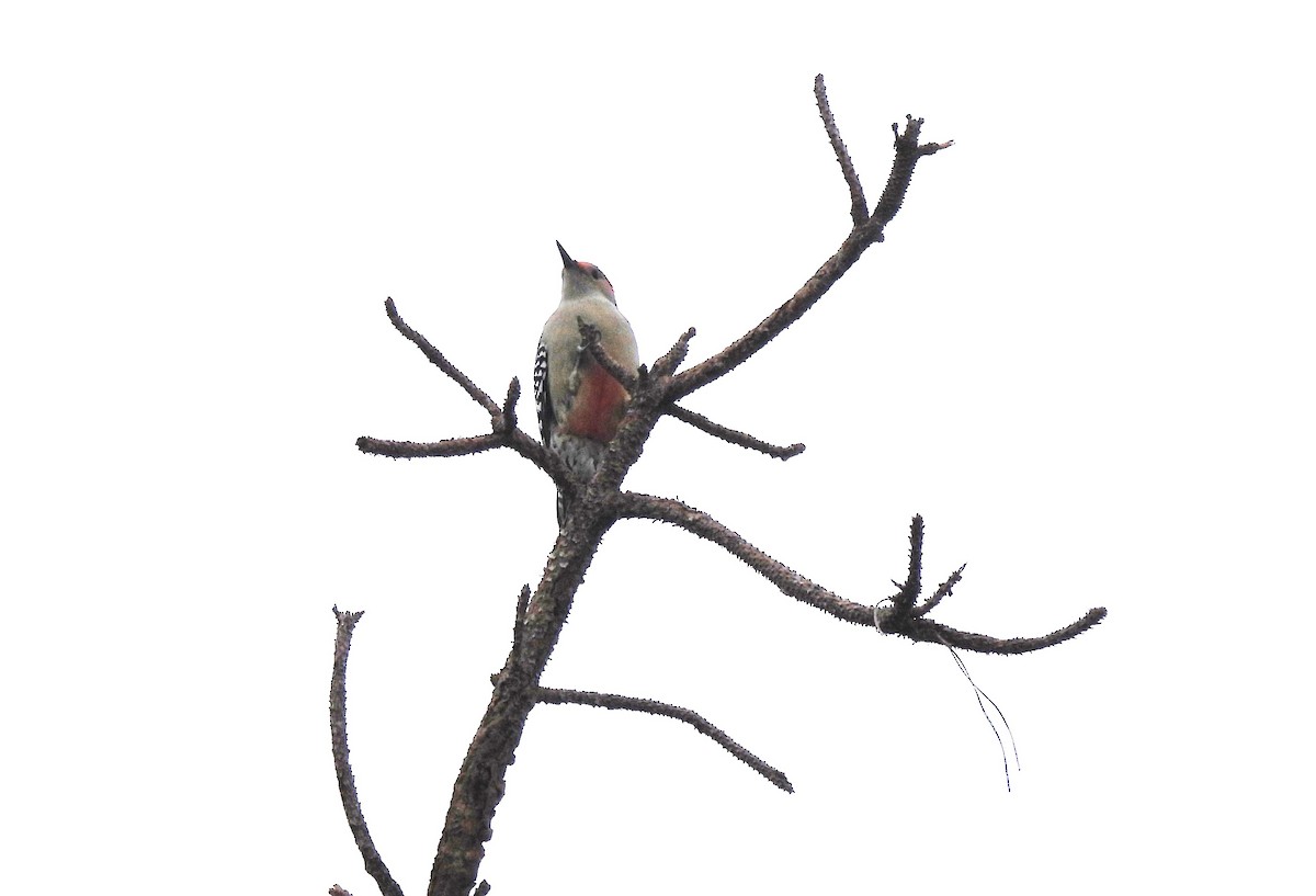 Каролинский дятел - ML644849698