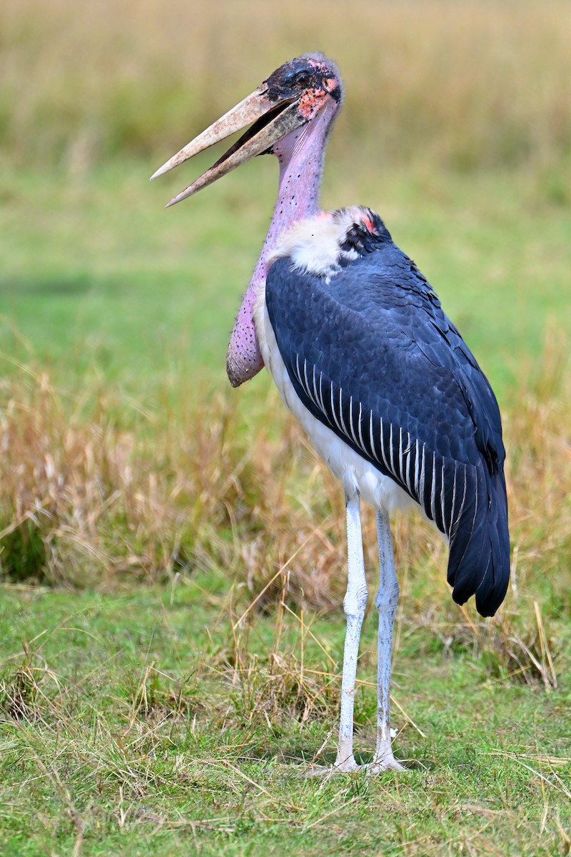 Африканский марабу - ML644849699