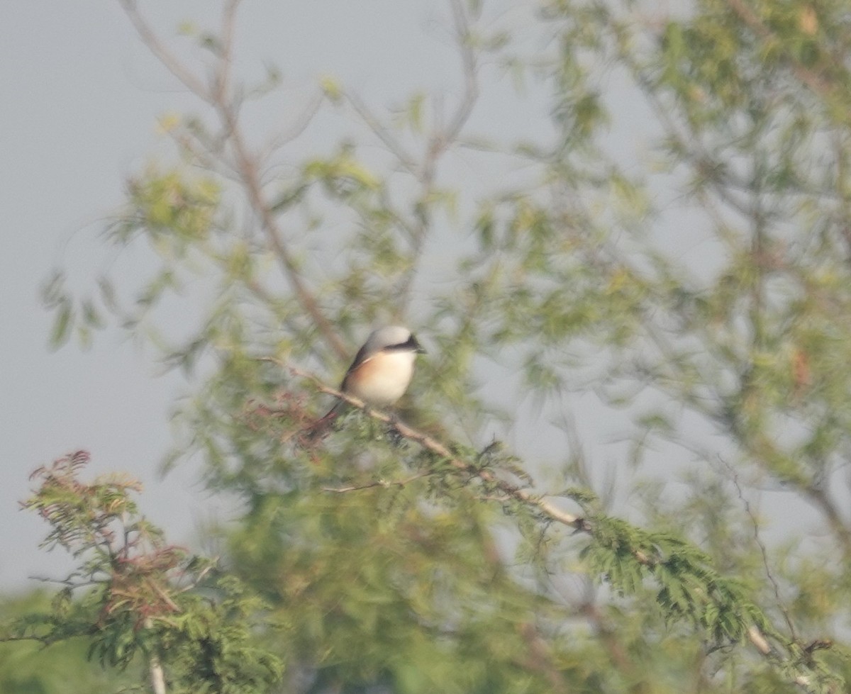 Индийский жулан - ML644849700