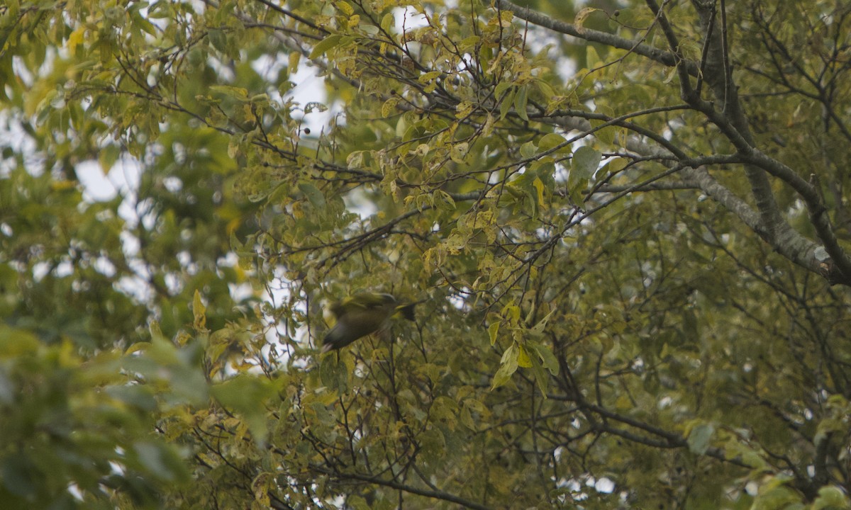 Китайская зеленушка - ML644849701