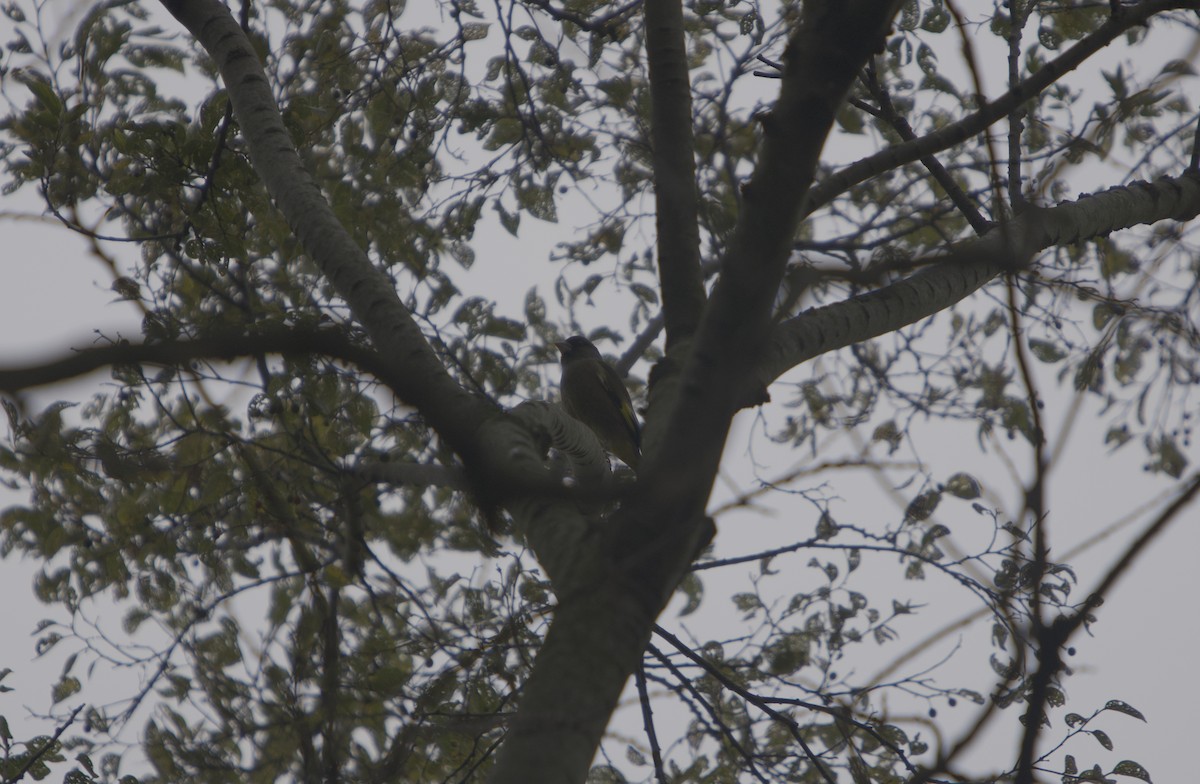 Китайская зеленушка - ML644849702