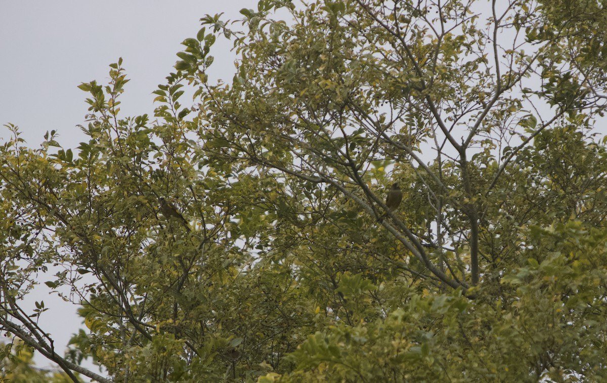 Китайская зеленушка - ML644849703