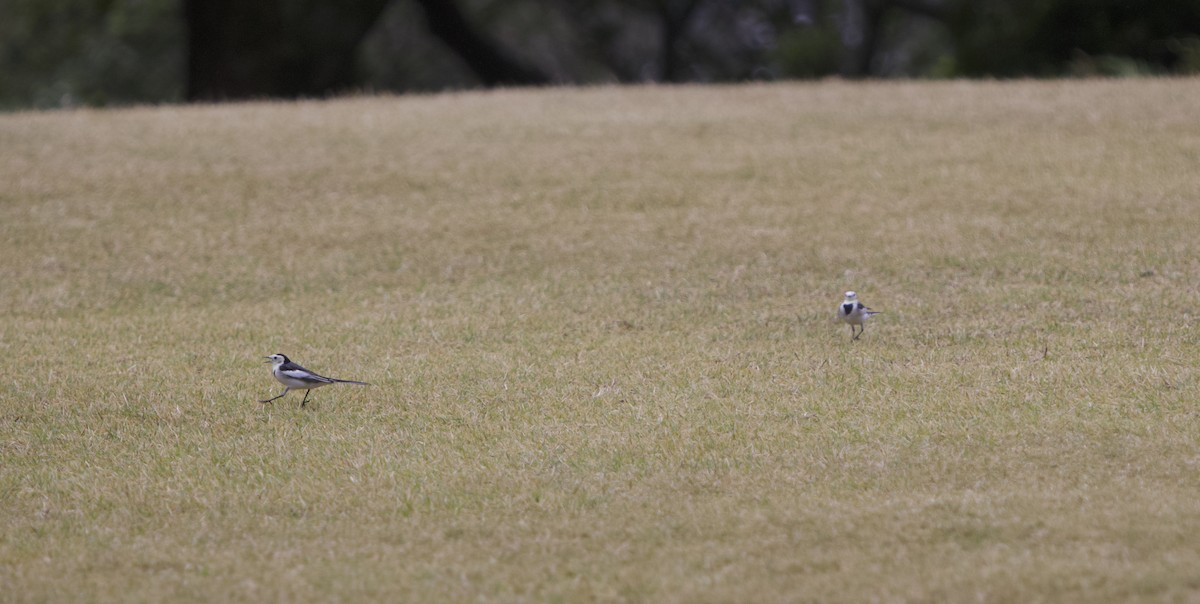 Белая трясогузка - ML644849704