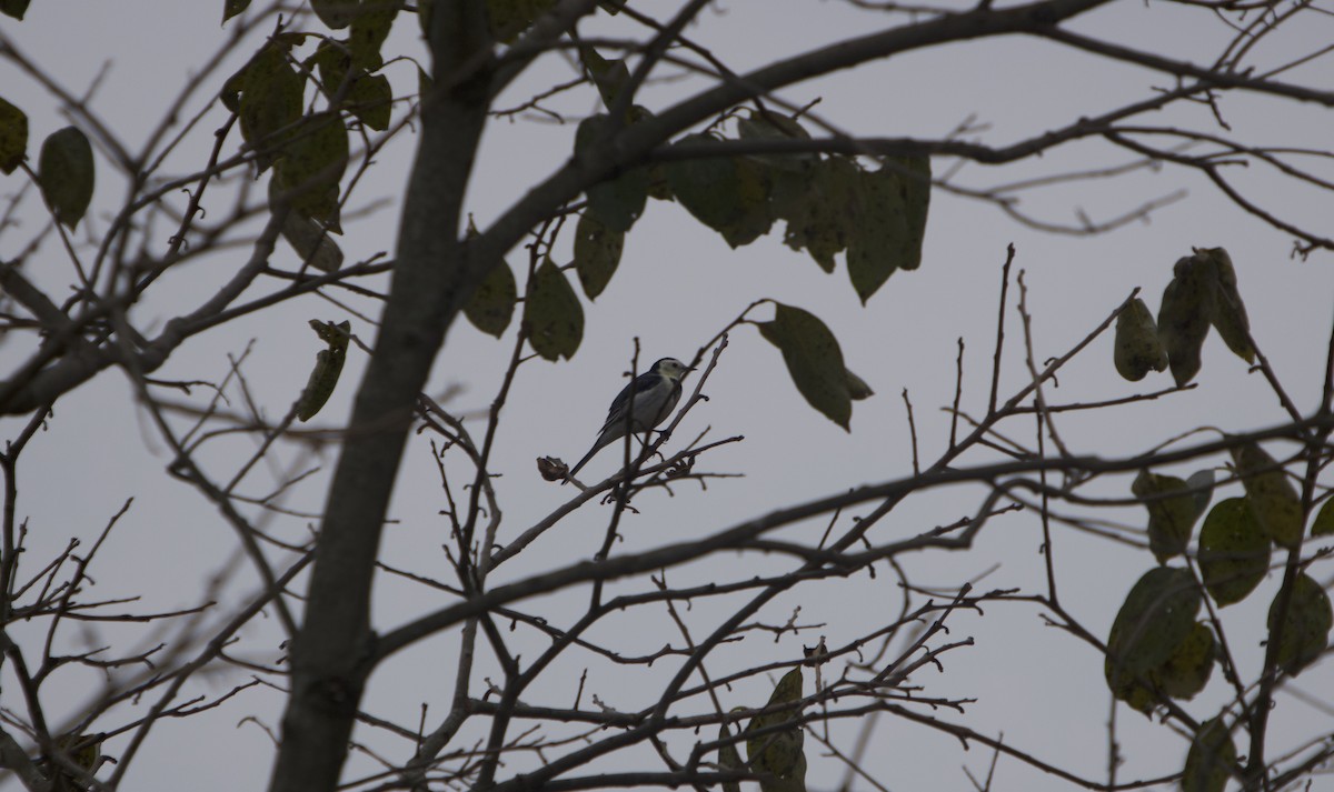 Белая трясогузка - ML644849705