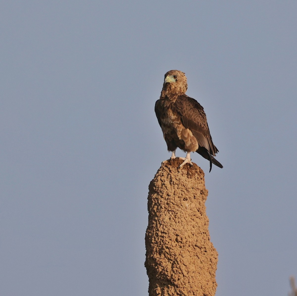 Серогрудый змееяд - ML644849706