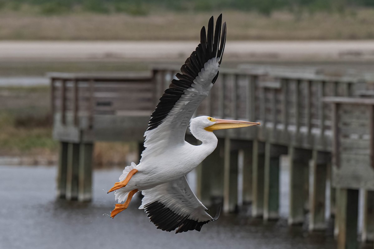 Пеликан-носорог - ML644849707
