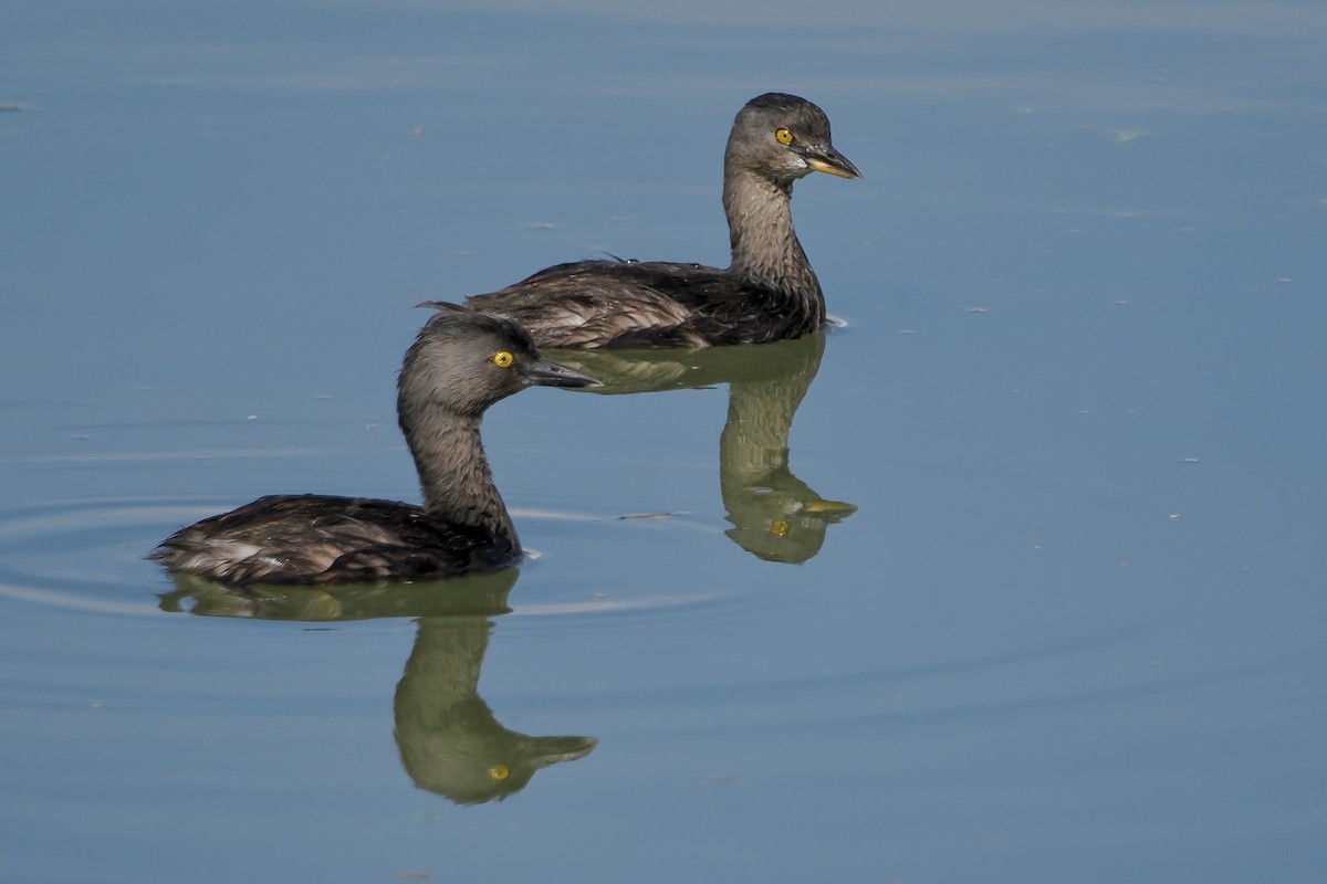 Южноамериканская поганка - ML644849709