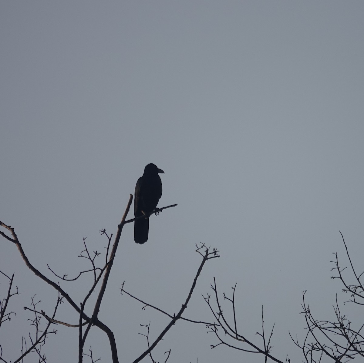 Большеклювая ворона - ML644849710