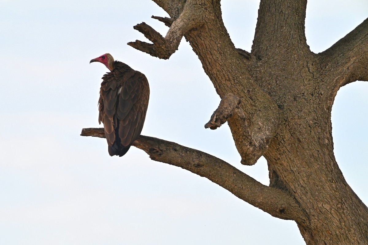 Бурый стервятник - ML644849711