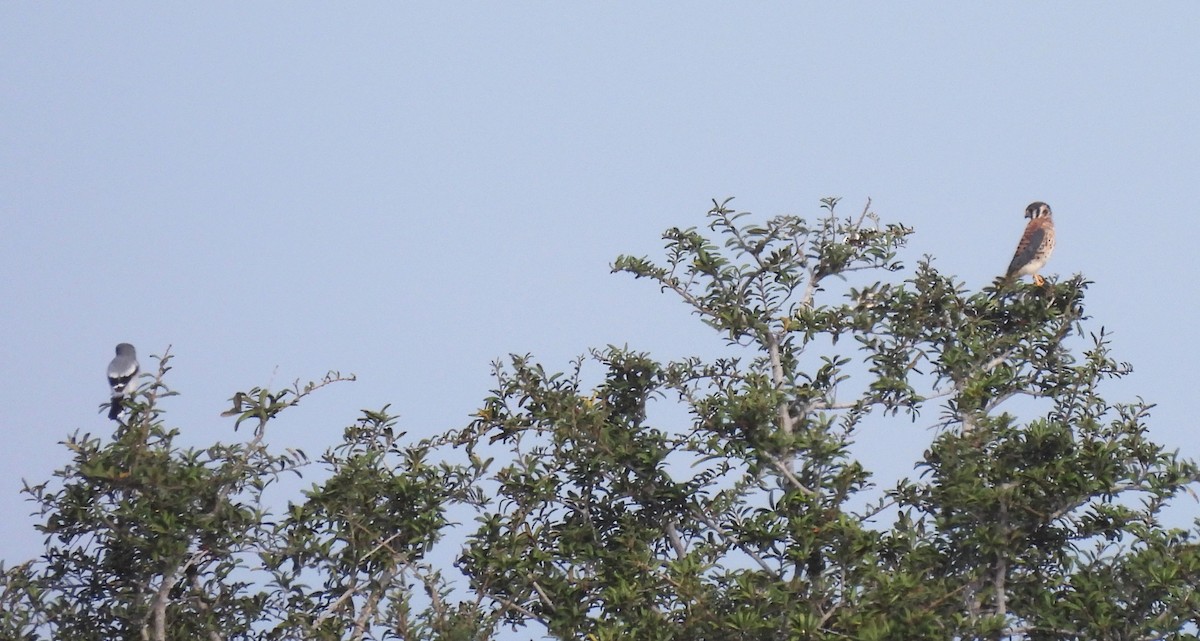 Воробьиная пустельга - ML644849712