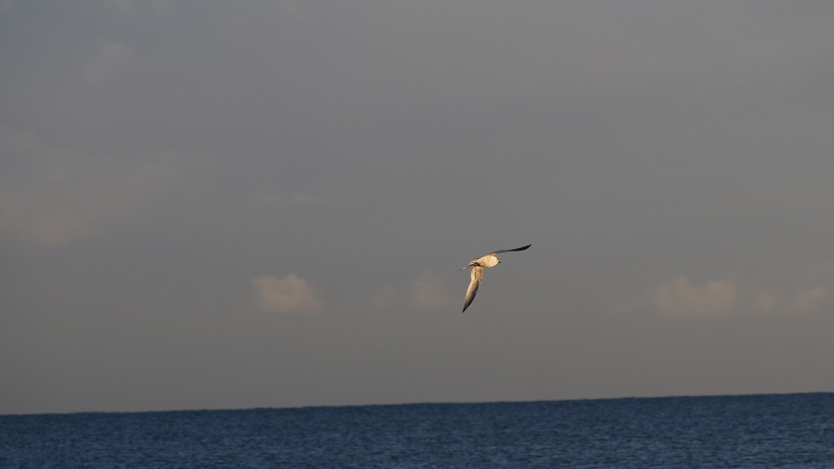 Пестроносая крачка - ML644849713