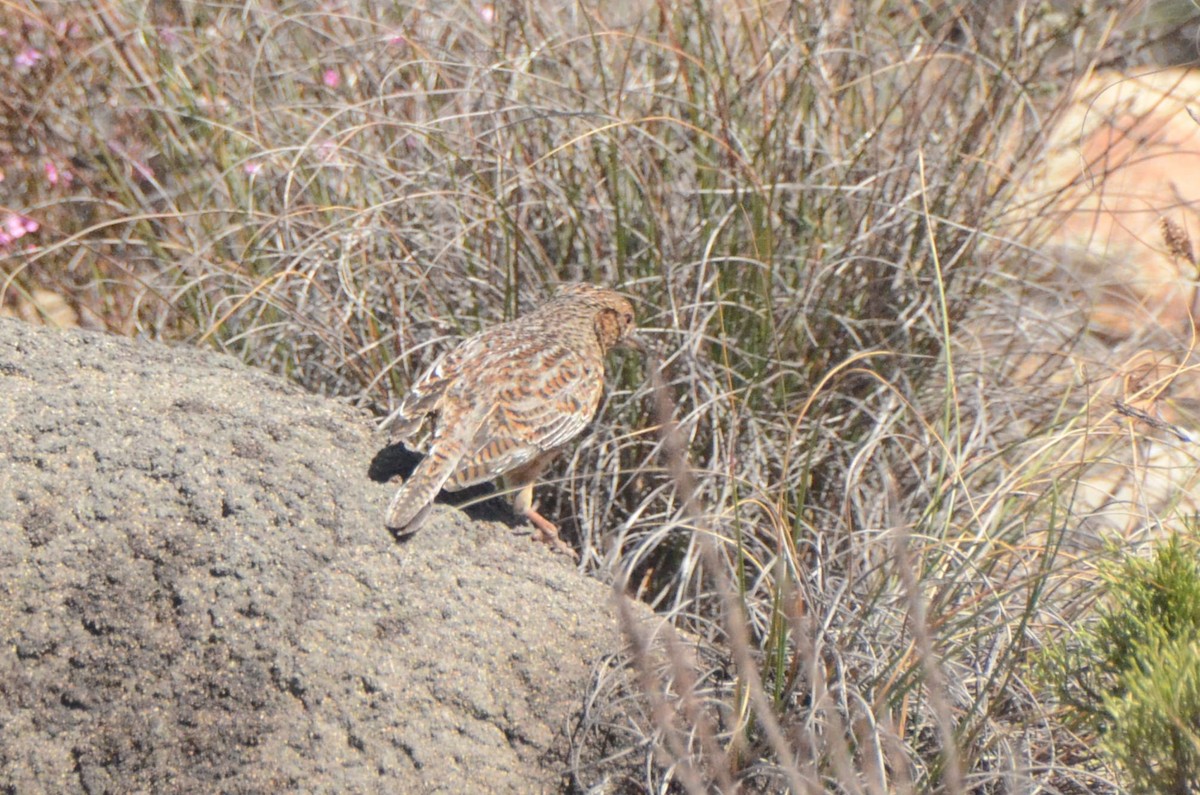 Cape Clapper Lark - ML644849733