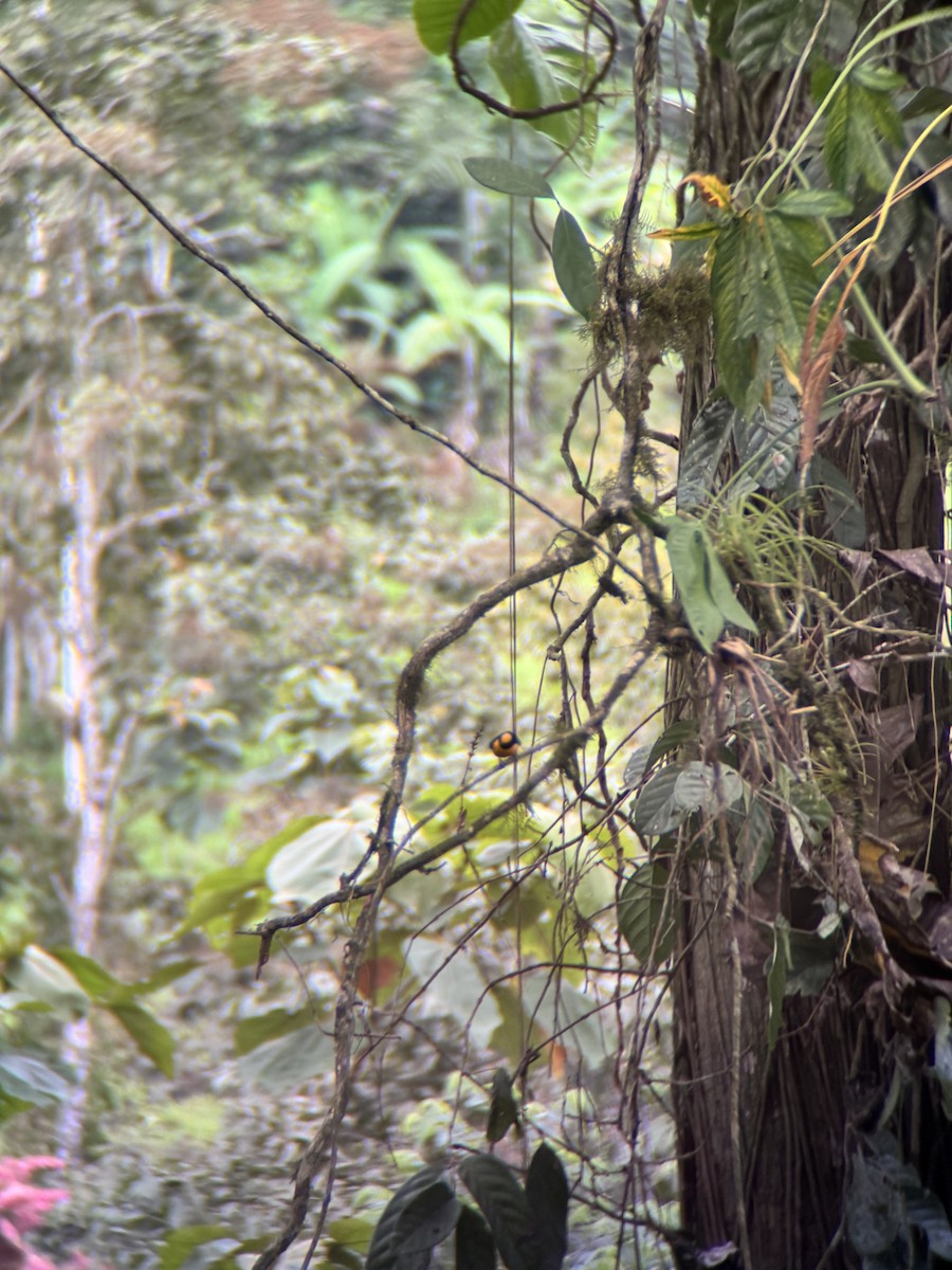 Orange-crowned Euphonia - ML644849734