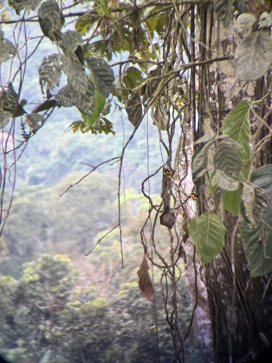 Orange-crowned Euphonia - ML644849735